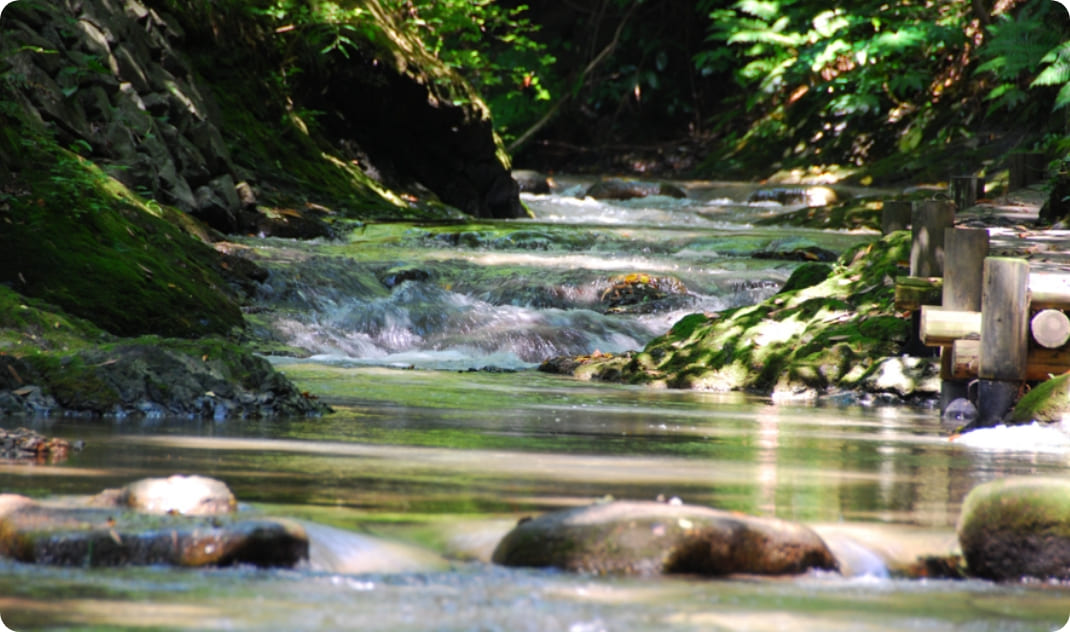 [写真] 境内の木々