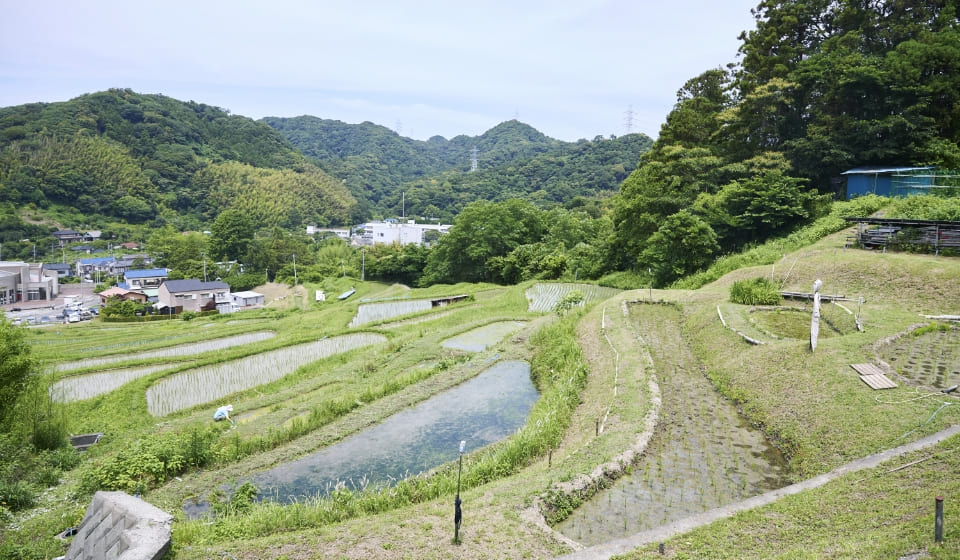 [写真] 山あいに広がる葉山の棚田風景