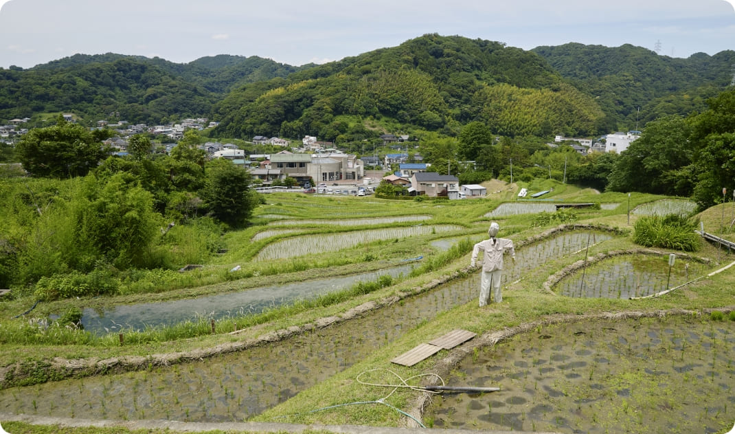 [写真] 山あいに広がる葉山の棚田風景