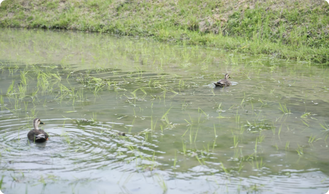 [写真] 田んぼの水面を泳ぐカモ