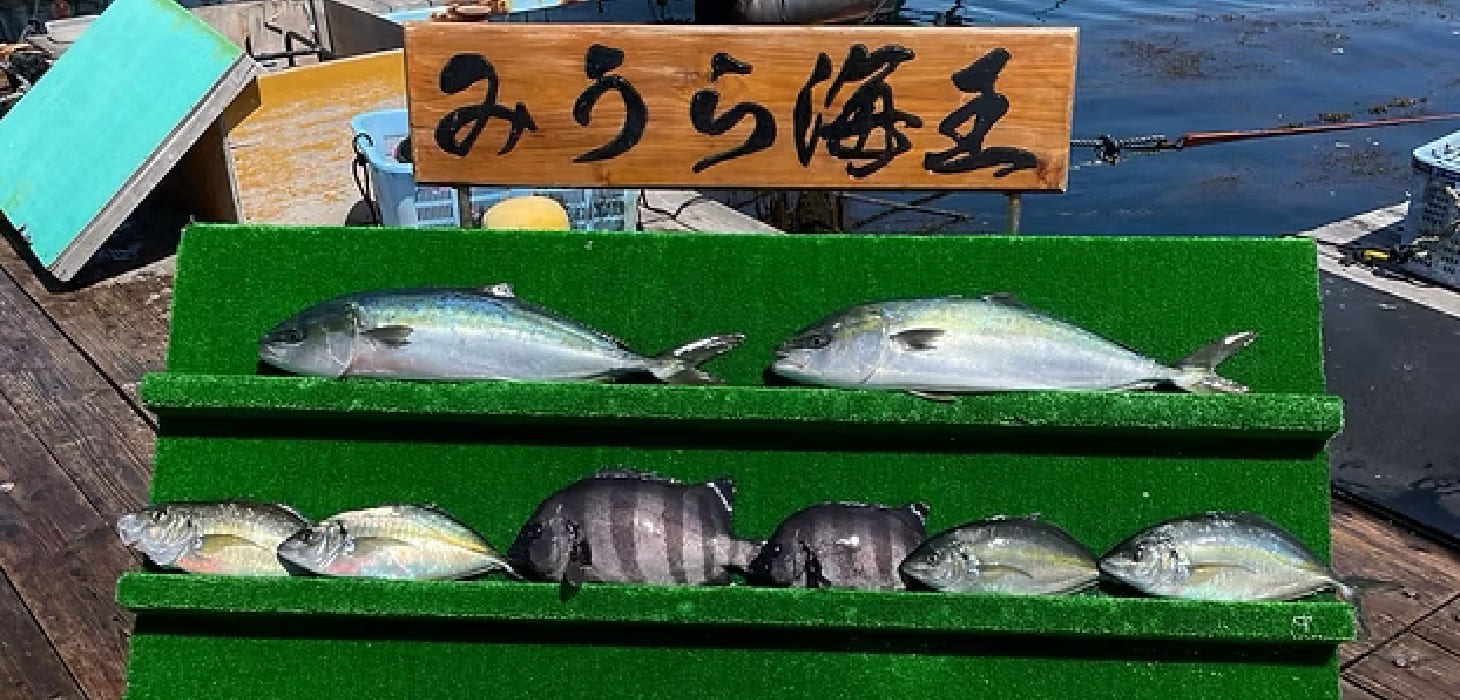 [写真] 「みうら海王」の看板の下に、鯛やブリなどの新鮮な魚が棚に並べられた様子