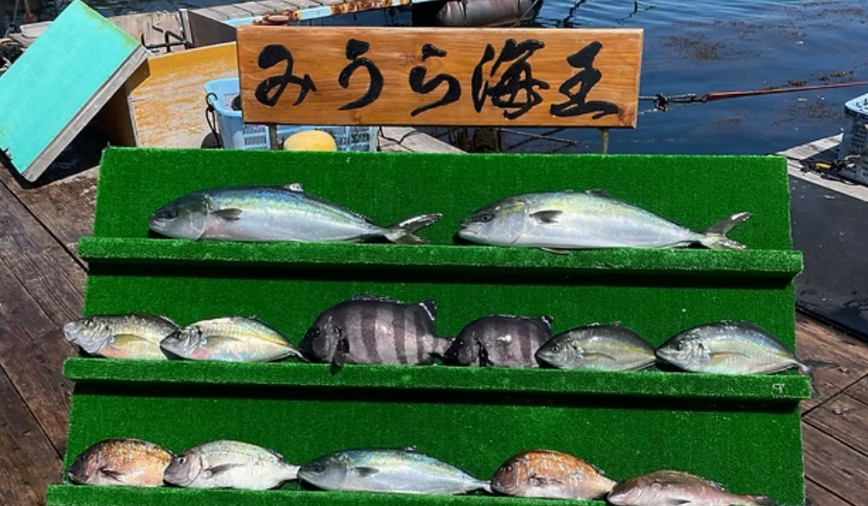 [写真] 「みうら海王」の看板の下に、鯛やブリなどの新鮮な魚が棚に並べられた様子