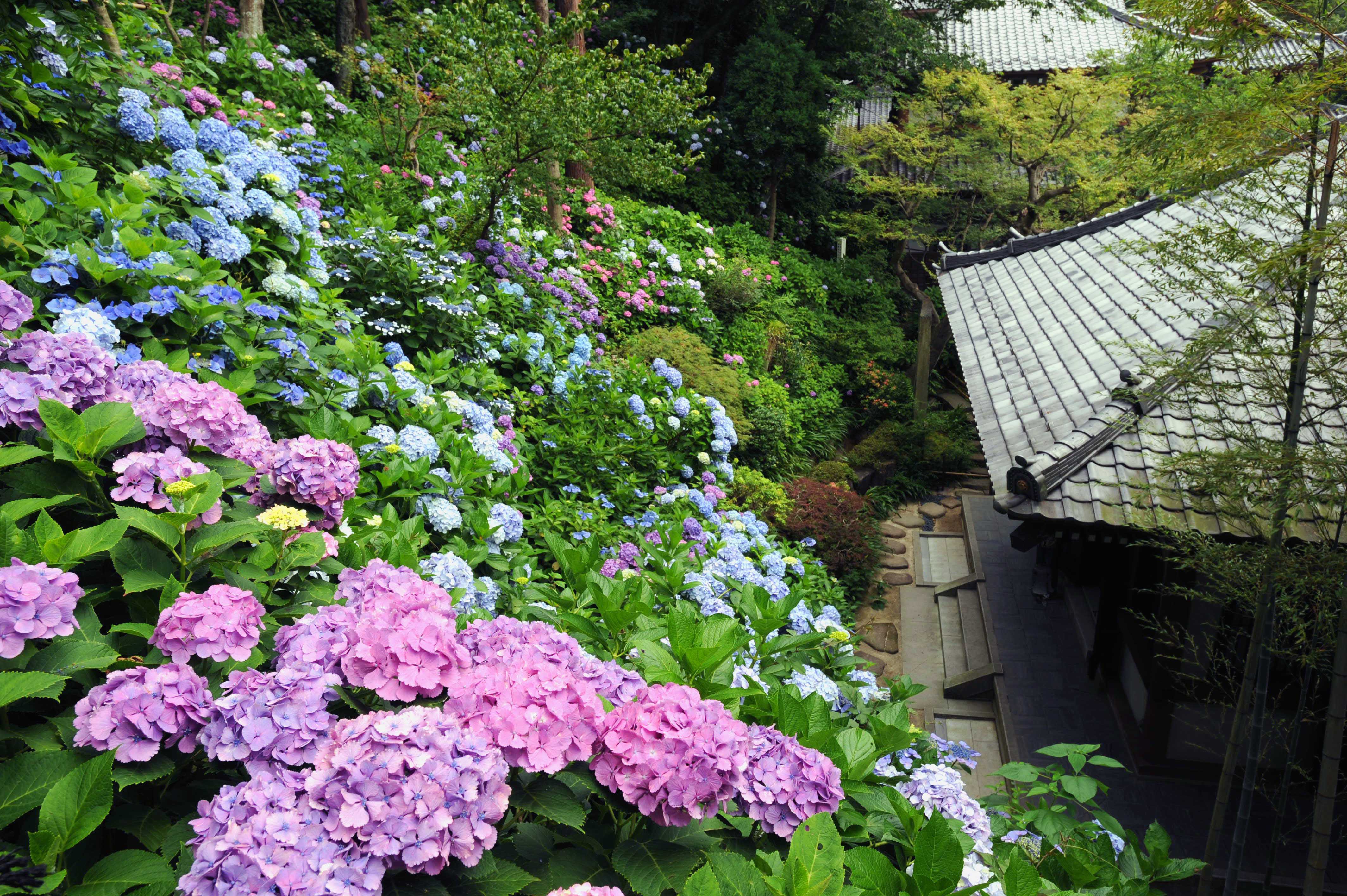 古都鎌倉のアジサイに情緒を感じるしっとり大人旅