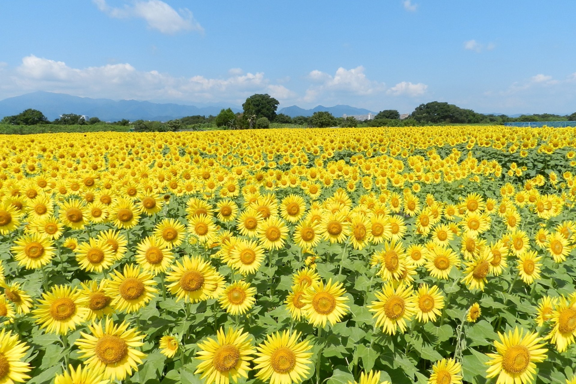 県花のヤマユリほか色とりどりの花をめぐるドライブ旅