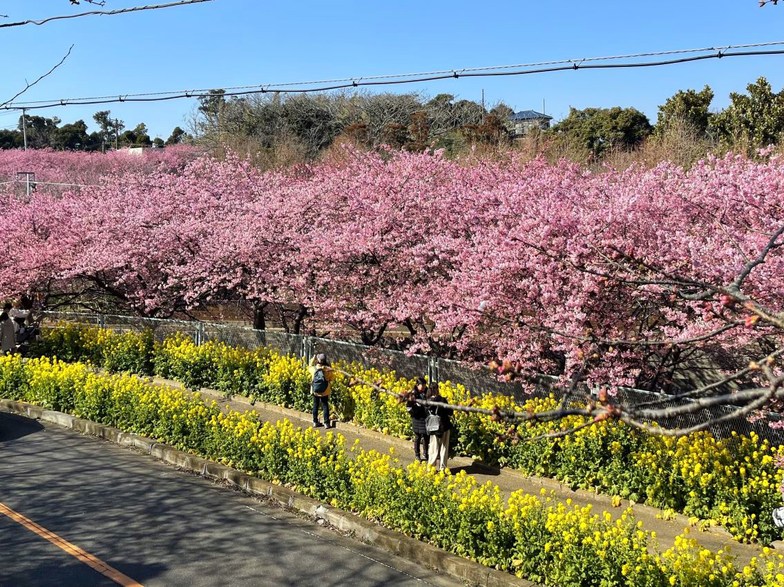 川津桜 