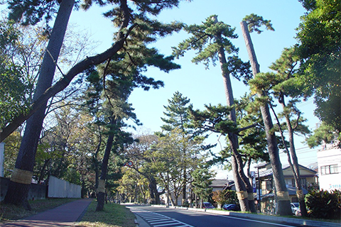 旧東海道松並木