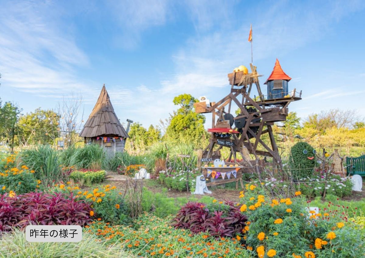 映えるスポット!コスモスとハロウィーン