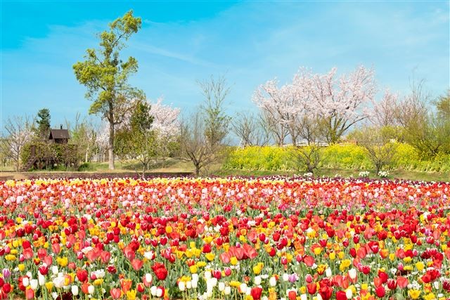 ほかにもたくさん！　神奈川の花スポット