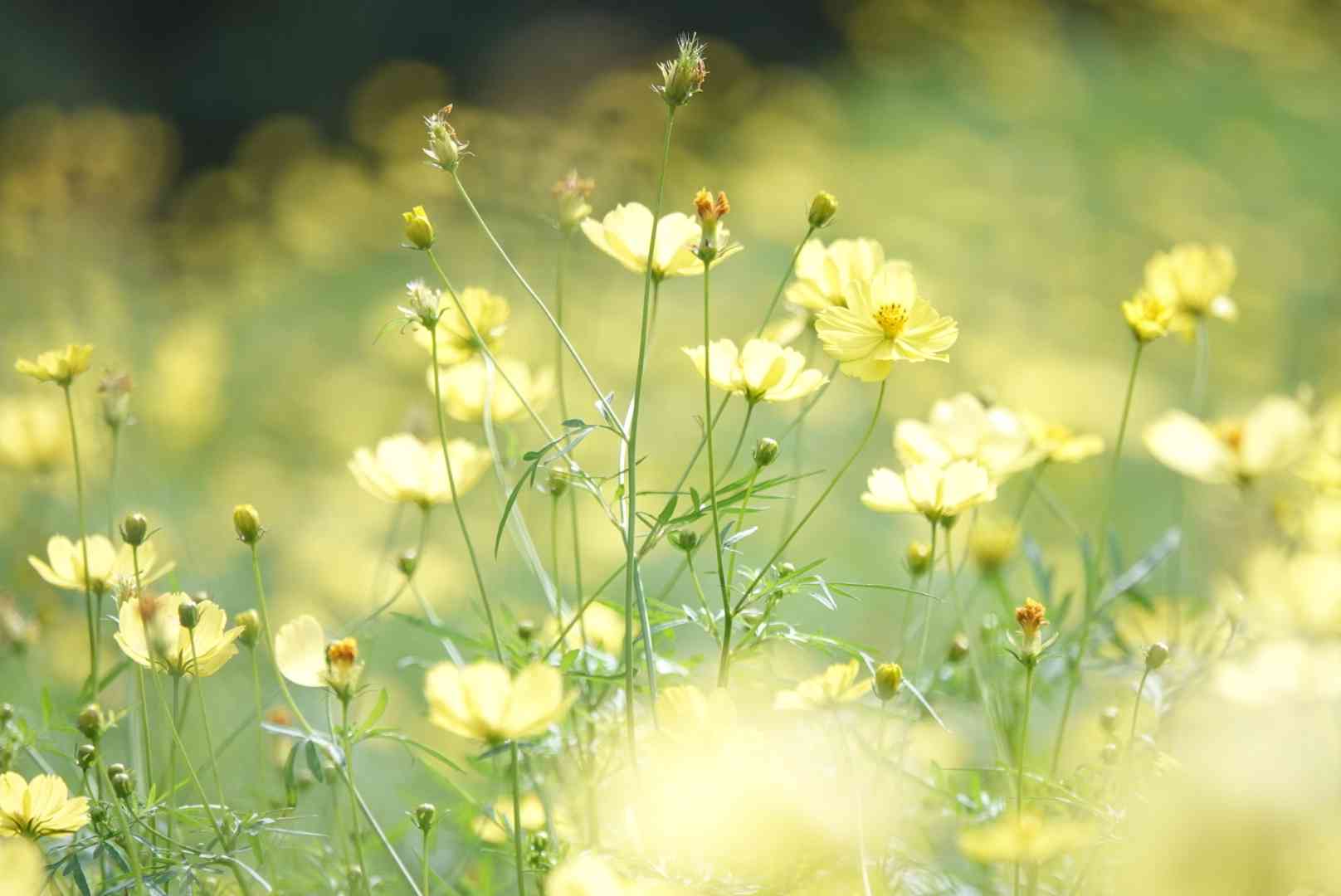 花のそばに泊まり、神奈川の季節をゆっくり楽しみませんか