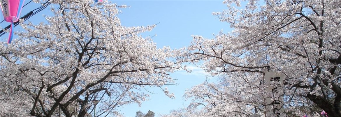 三浦半島随一の桜の名所 衣笠山公園【歴旅コラム】