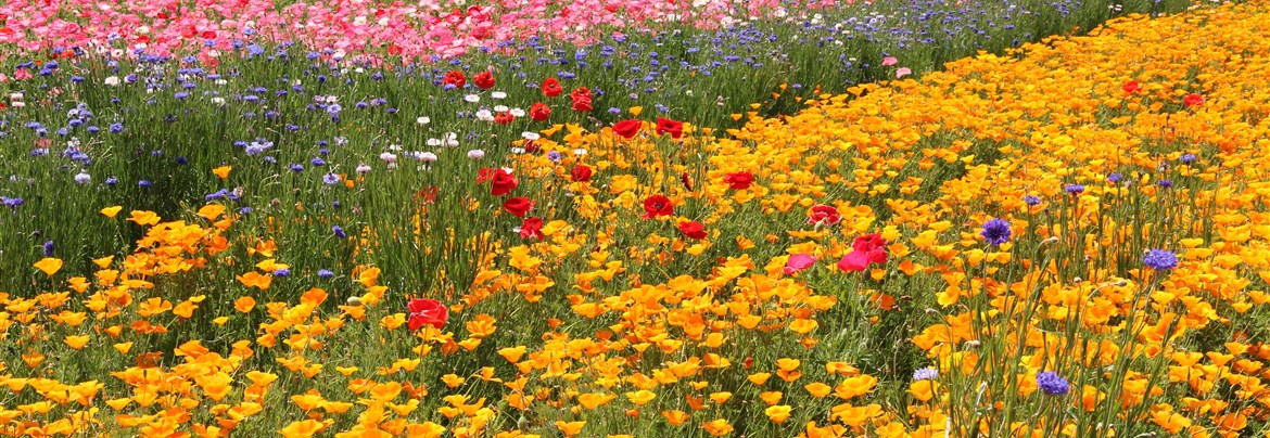 馬入・光と風の花づつみ 相模川のお花畑【歴旅コラム】