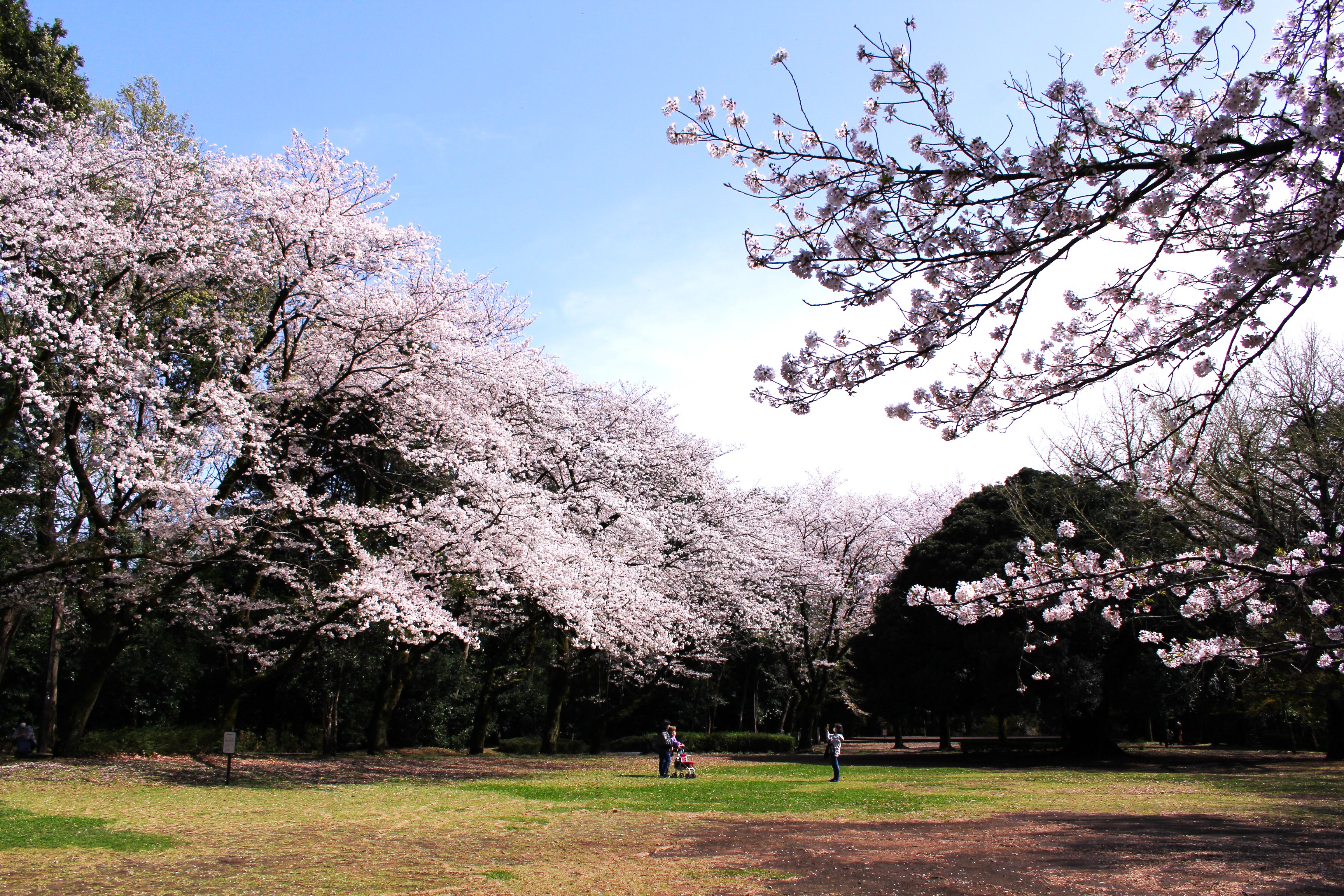 20241003161606_城山公園桜1MOD.JPG
