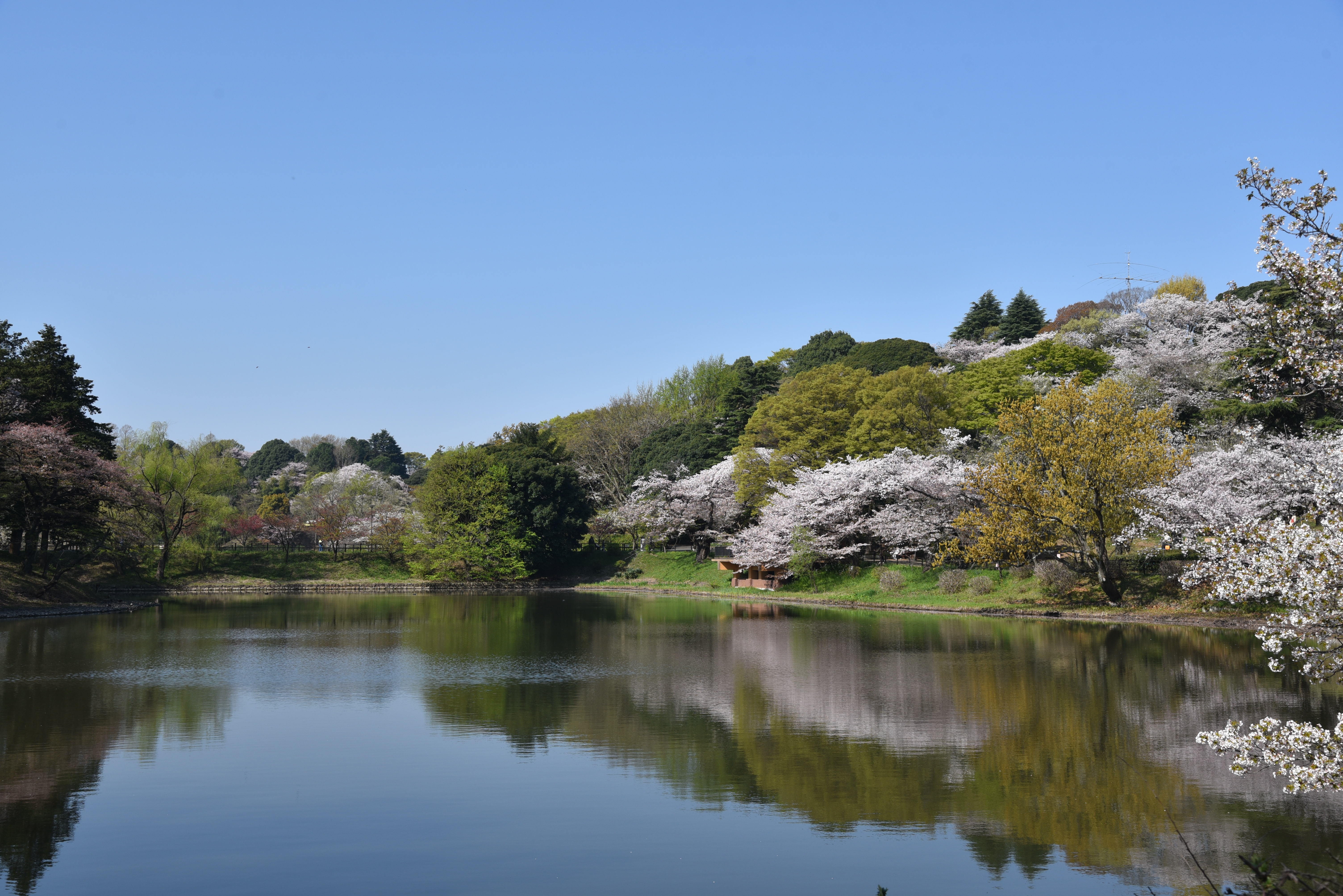 命の水が育んだ、桜の名所【花のコラム】 ｜特集 ｜【公式】神奈川県の