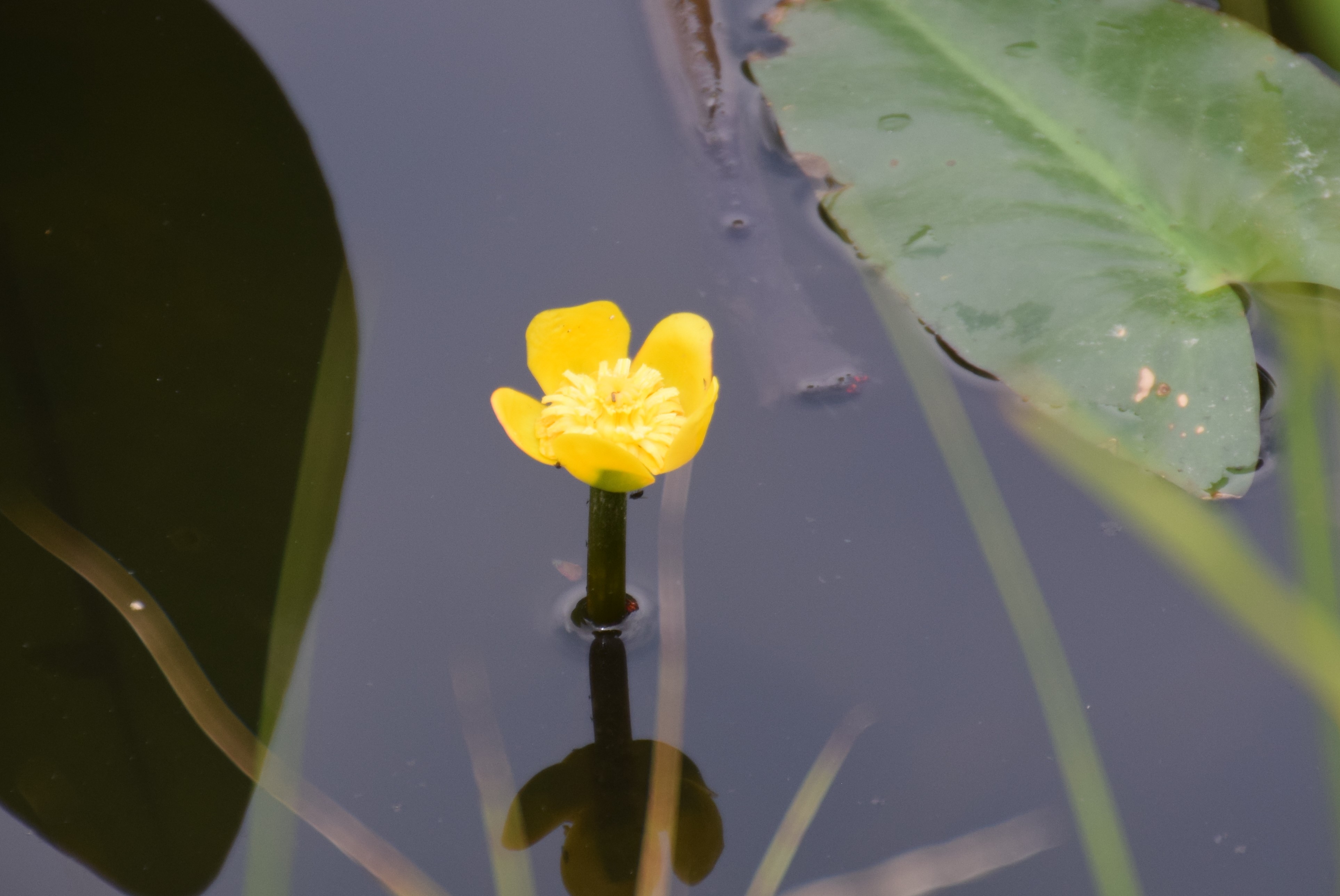 コウホネ（河骨）の花【花コラム】 ｜特集 ｜【公式】神奈川県の