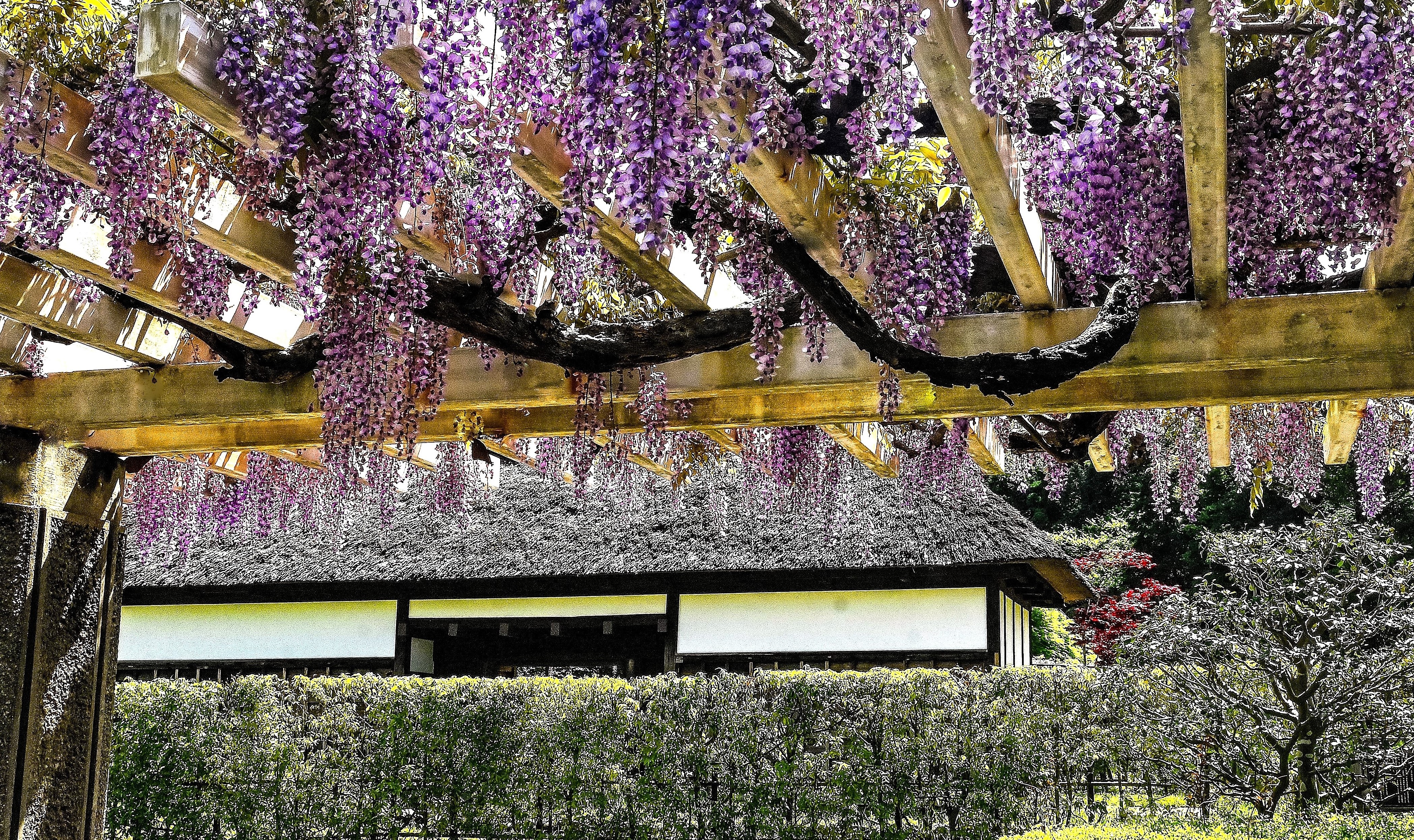 優美に咲き誇る藤の花を巡る旅～藤沢に息づく伝説と自然を訪ねて～【花