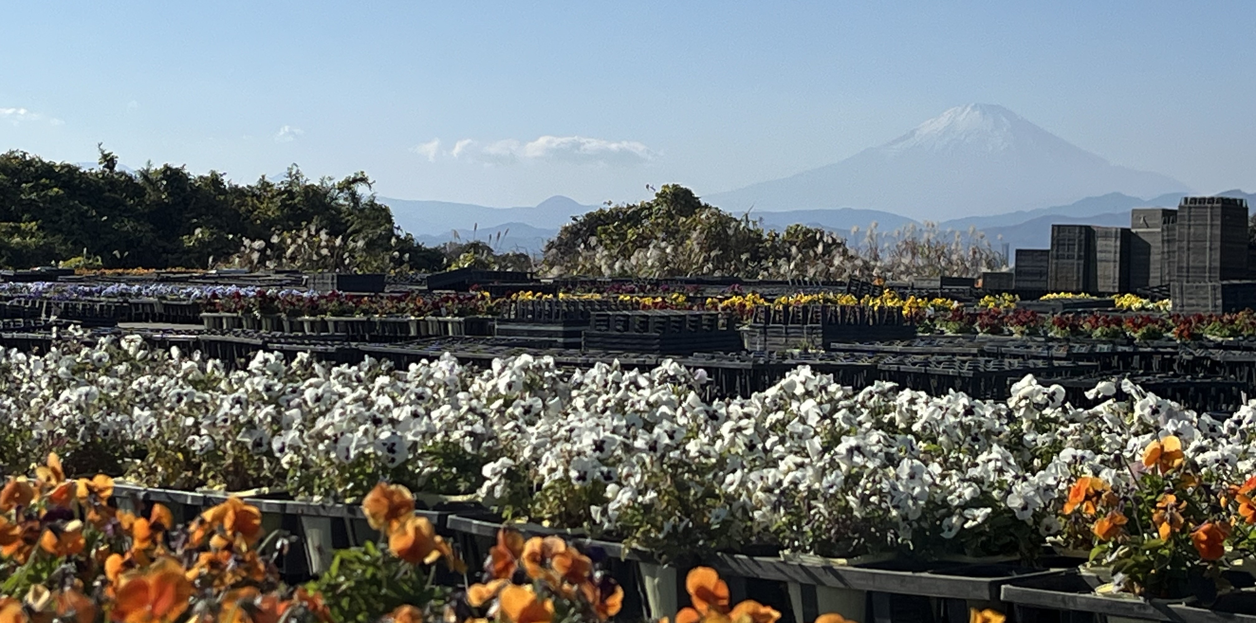 藤沢北西部の里山で花を育てる～獺郷（おそごう）・遠藤・打戻（うち