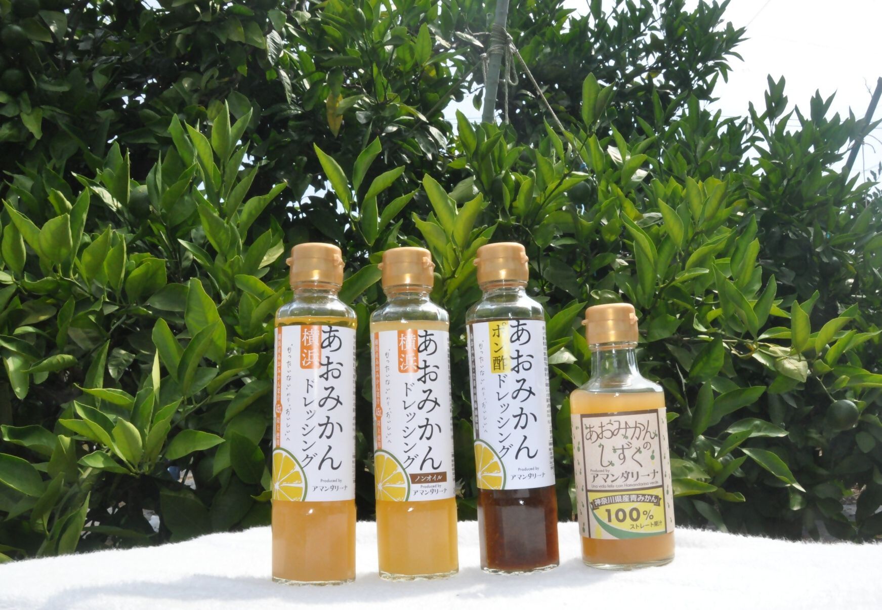 横浜あおみかん【食のコラム】