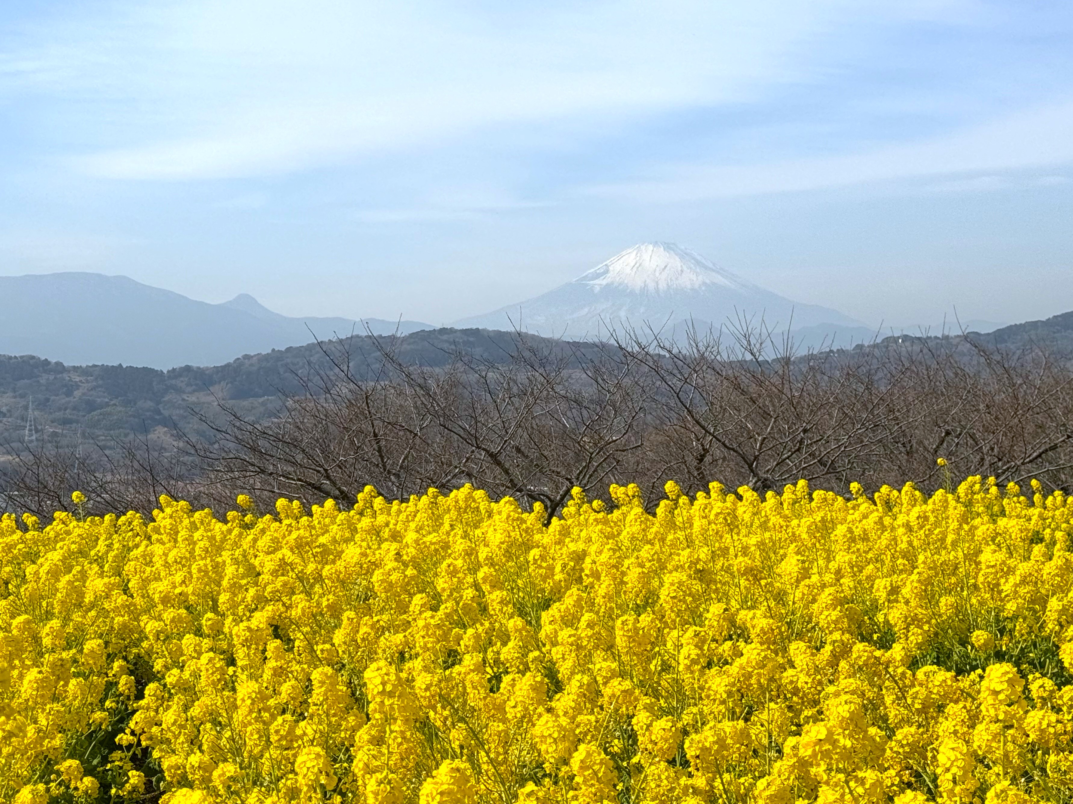 【二宮町 - 吾妻山公園レポート】春の訪れを感じるハイキング！鮮やかな早咲きの菜の花