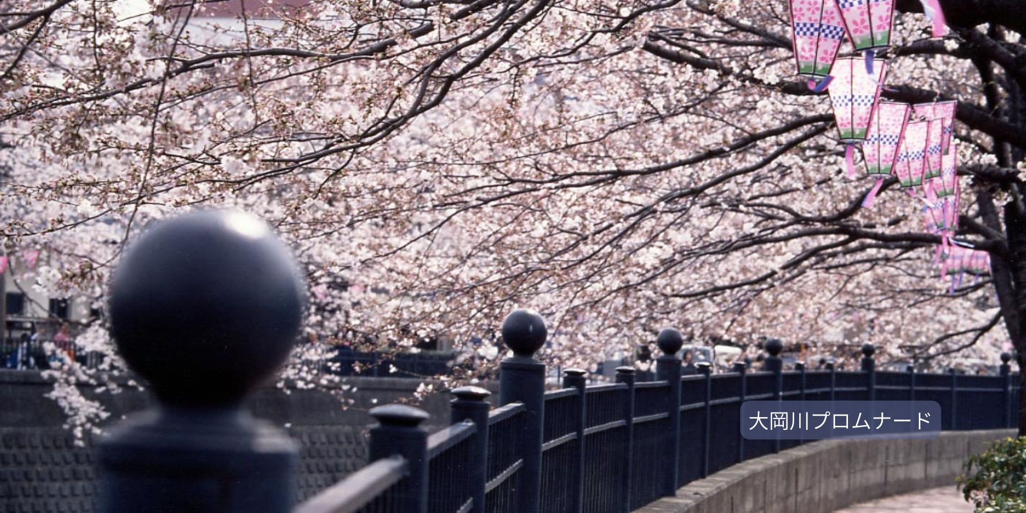 【横浜・川崎エリア】
横浜の桜・川崎の桜