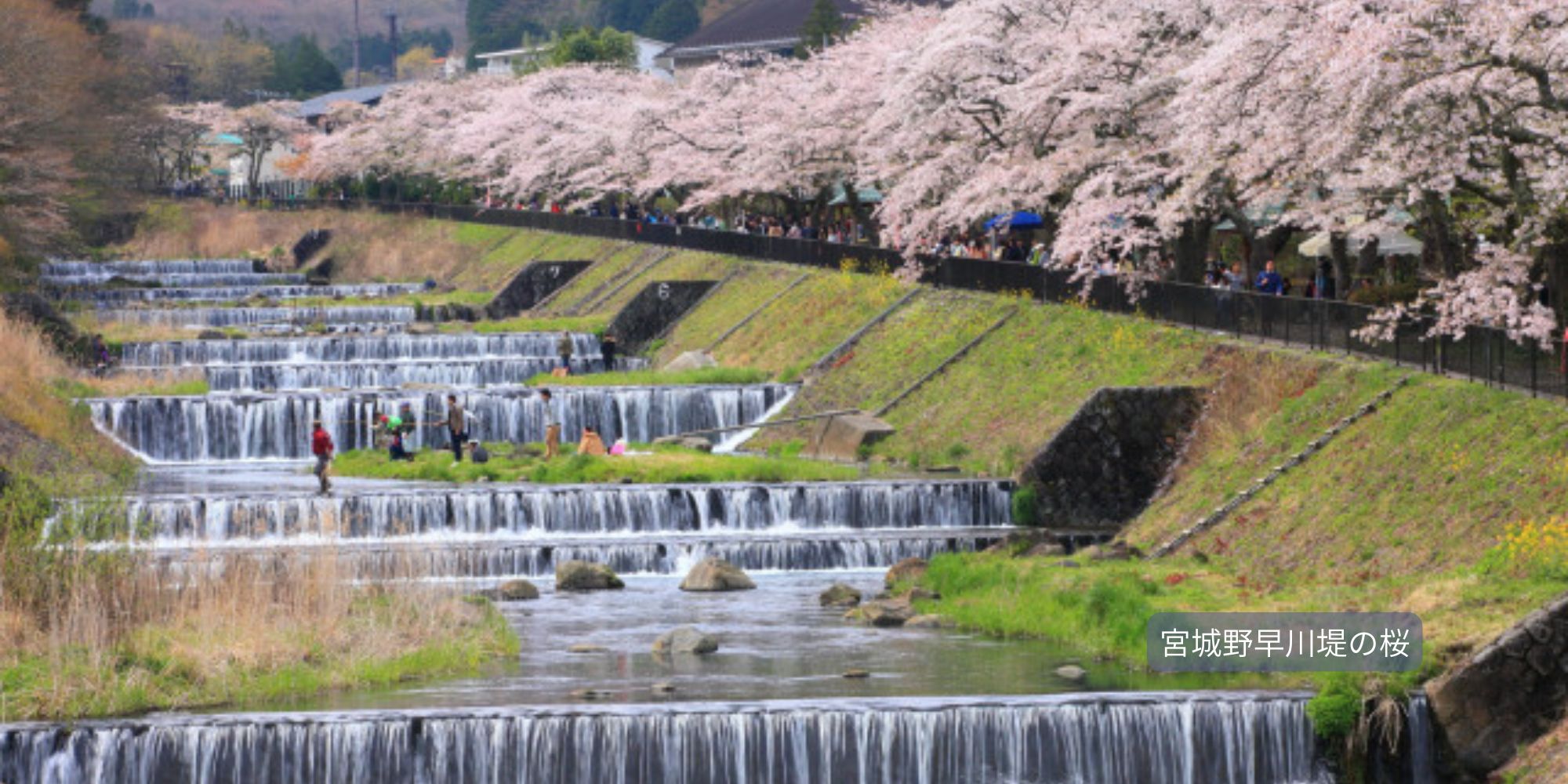 【箱根エリア】
小田原の桜・箱根の桜・真鶴の桜・湯河原の桜