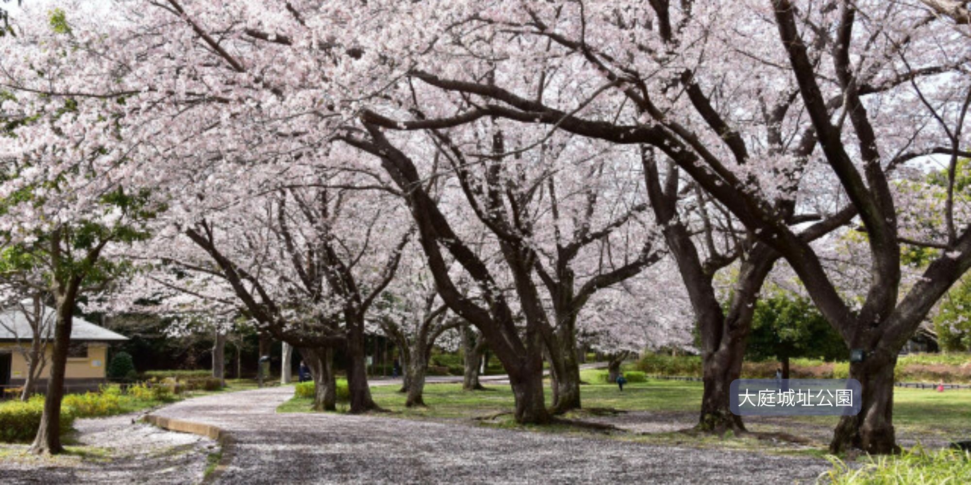 【湘南エリア】
平塚の桜・鎌倉の桜・藤沢の桜・茅ヶ崎の桜・寒川の桜