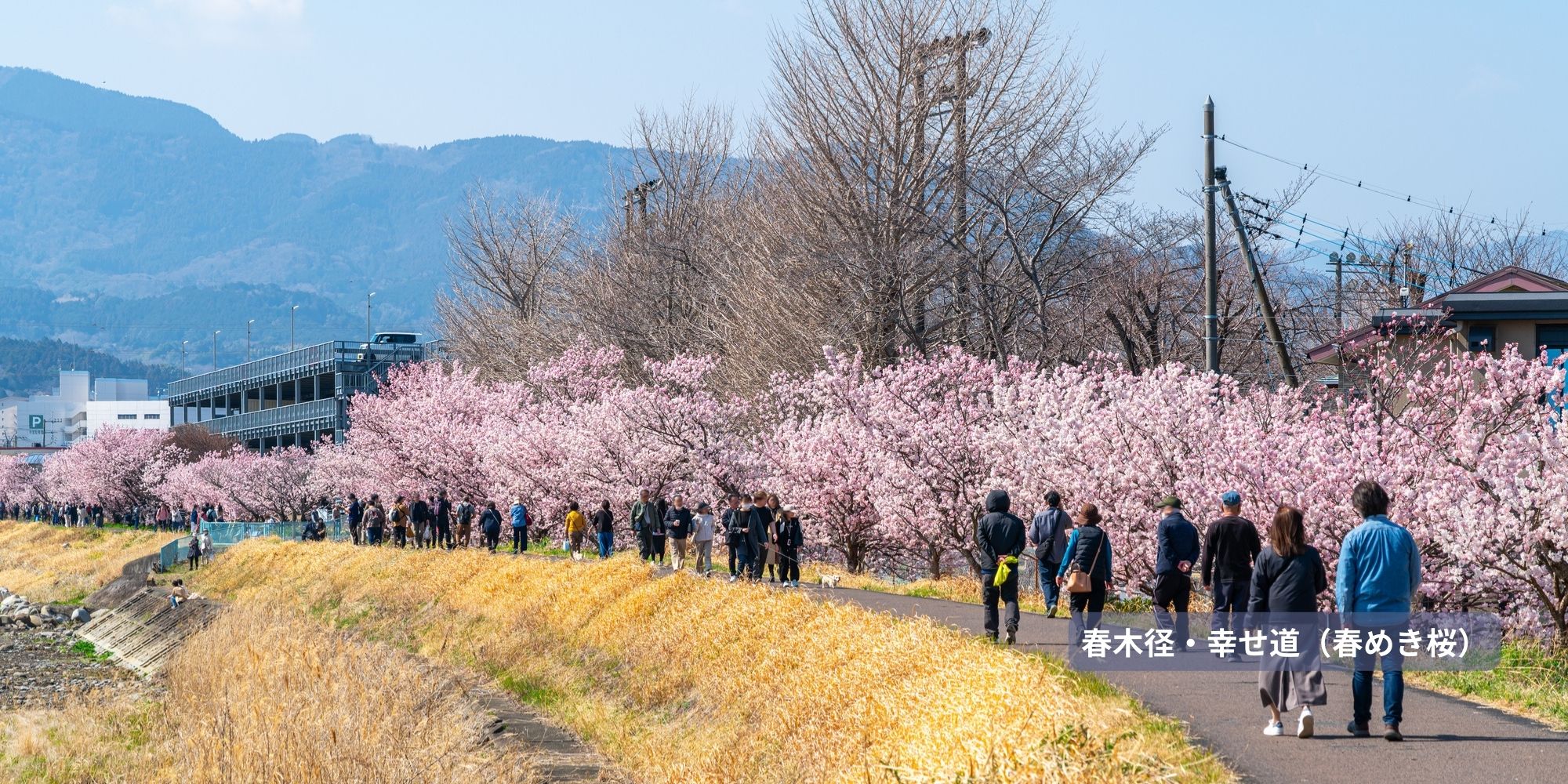 【足利エリア】
南足柄の桜・中井の桜・大井の桜・松田の桜・山北の桜