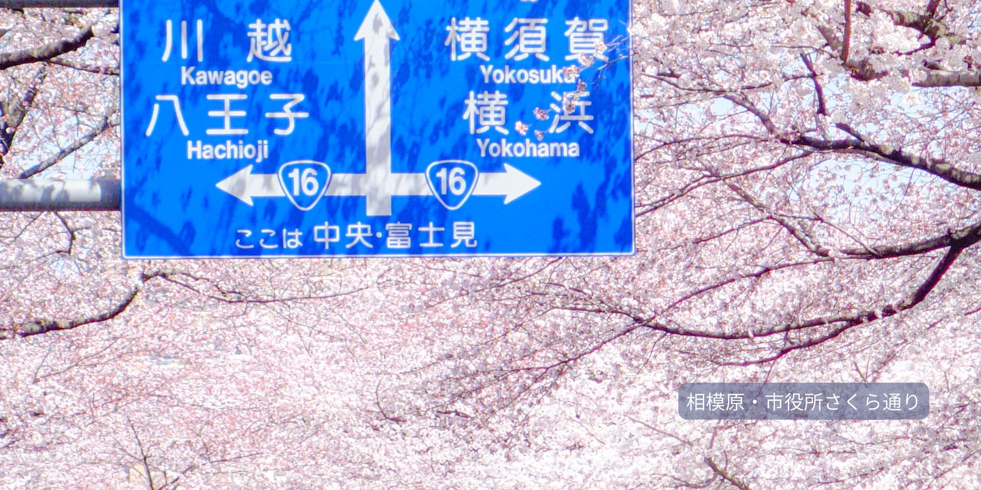 【相模湖・相模川流域エリア】
相模原の桜・大和の桜・海老名の桜・座間の桜・綾瀬の桜