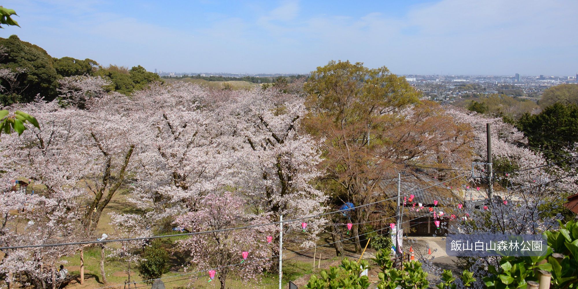 【丹沢大山エリア】
秦野の桜・厚木の桜・伊勢原の桜・愛川の桜