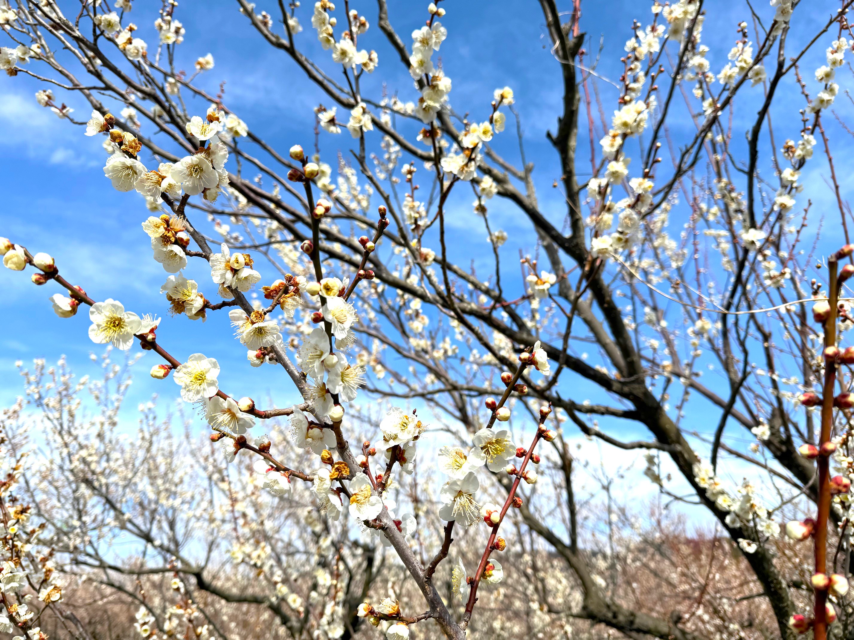 【小田原市 - 曽我梅林レポート】圧巻！約35,000本が咲き誇る梅まつり