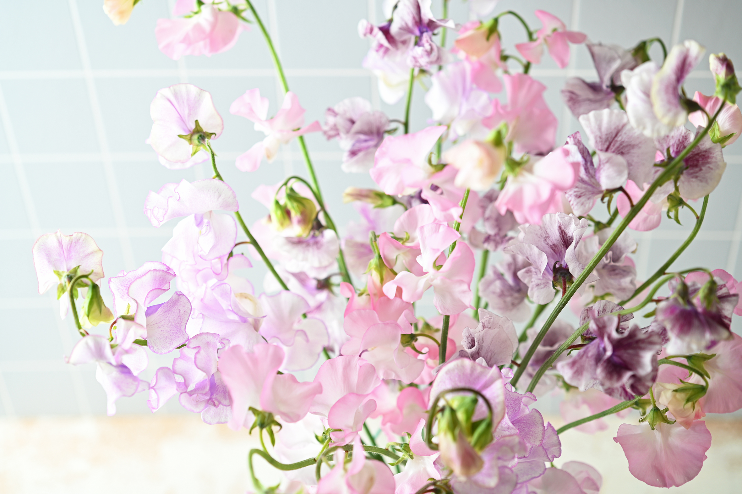 神奈川県のオリジナル花品種