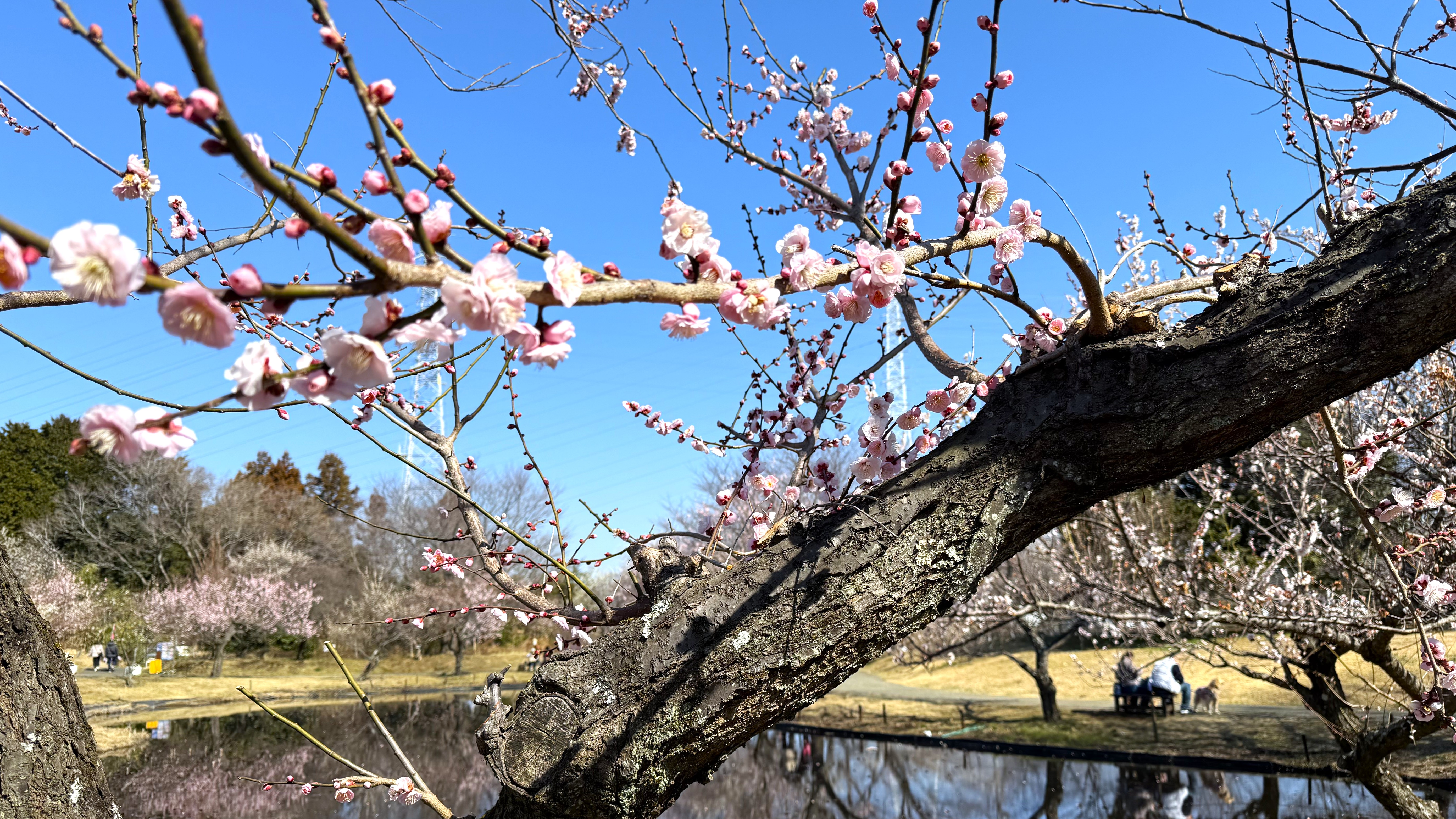 【小田原市 – 小田原フラワーガーデンレポート】関東屈指の品種数を誇る梅まつり