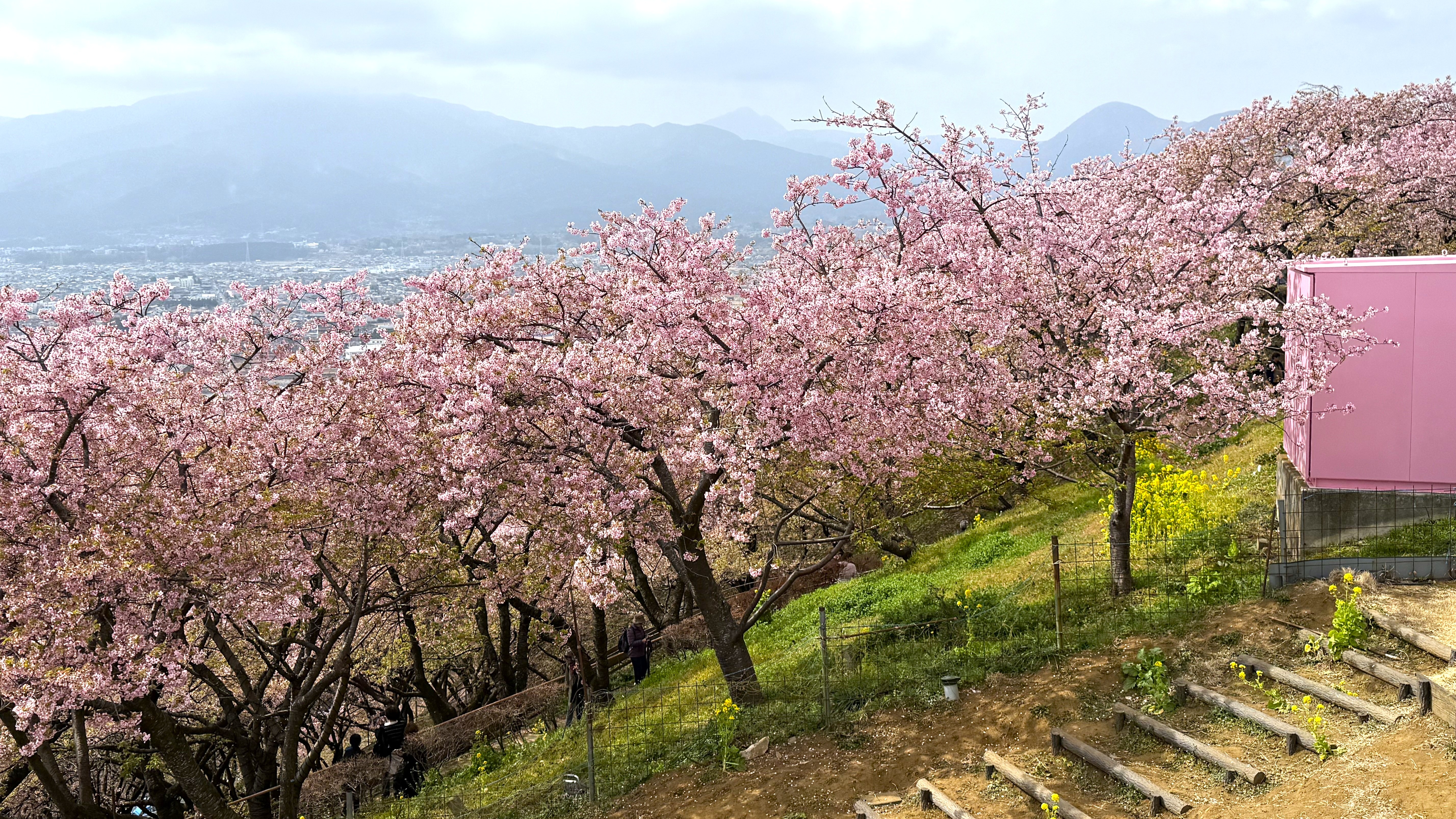 市松に桜の反物　m3642 残雪の中に咲く見事な桜！「ど根性SAKURA」 - 新潟県・松之山温泉 ひな