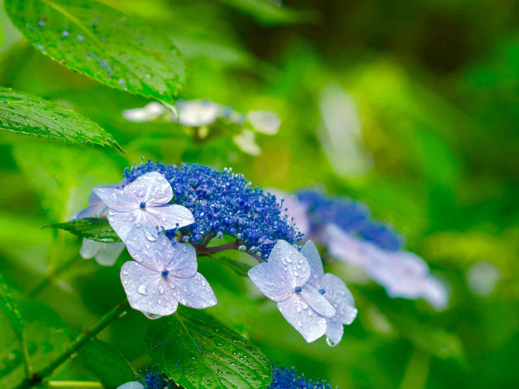 雨の日こそおすすめしたい神奈川の花スポット
