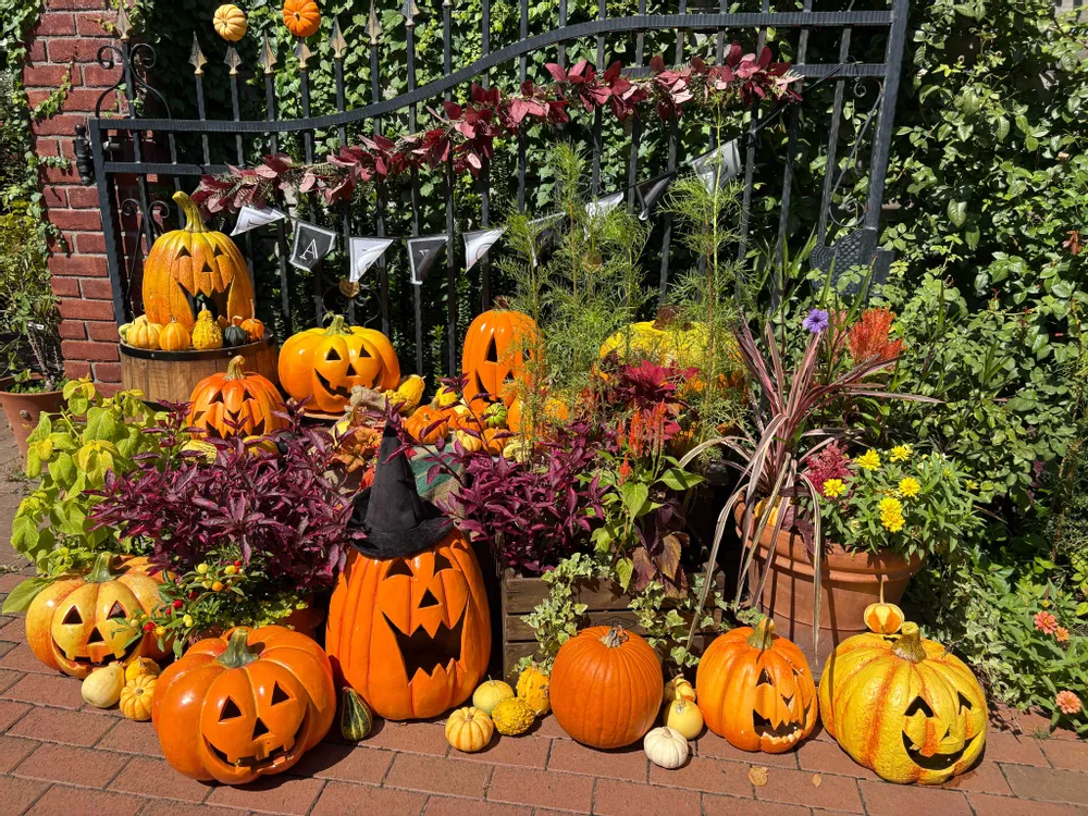 秋のお出かけに！神奈川でハロウィンを楽しめる花スポット