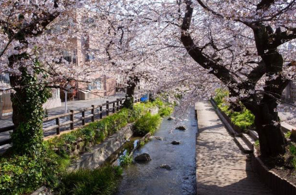 川崎市多摩区の桜名所を紹介 ～全長2キロ・300本の桜並木を堪能