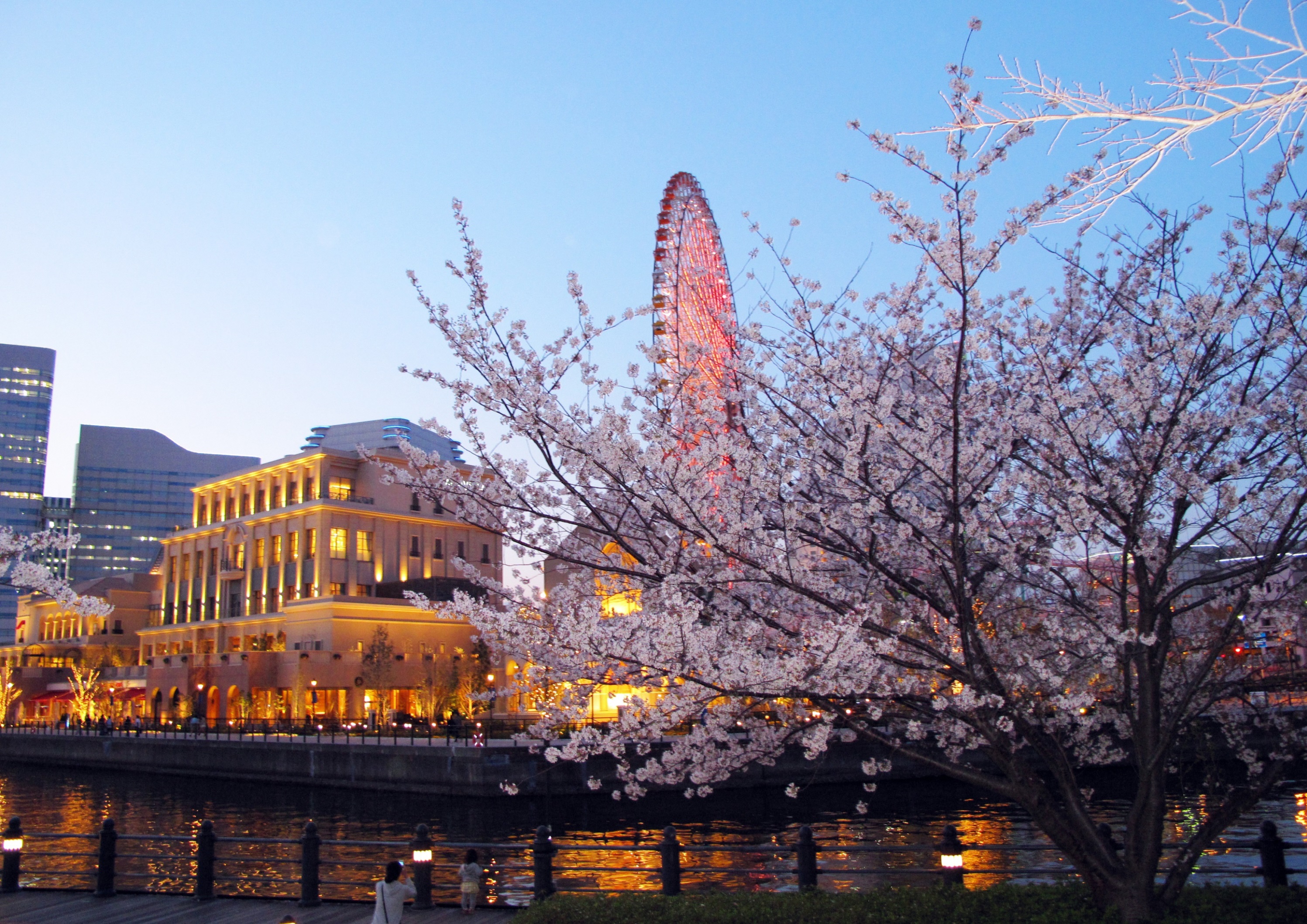 みなとみらい「横浜みなとみらい地区桜」