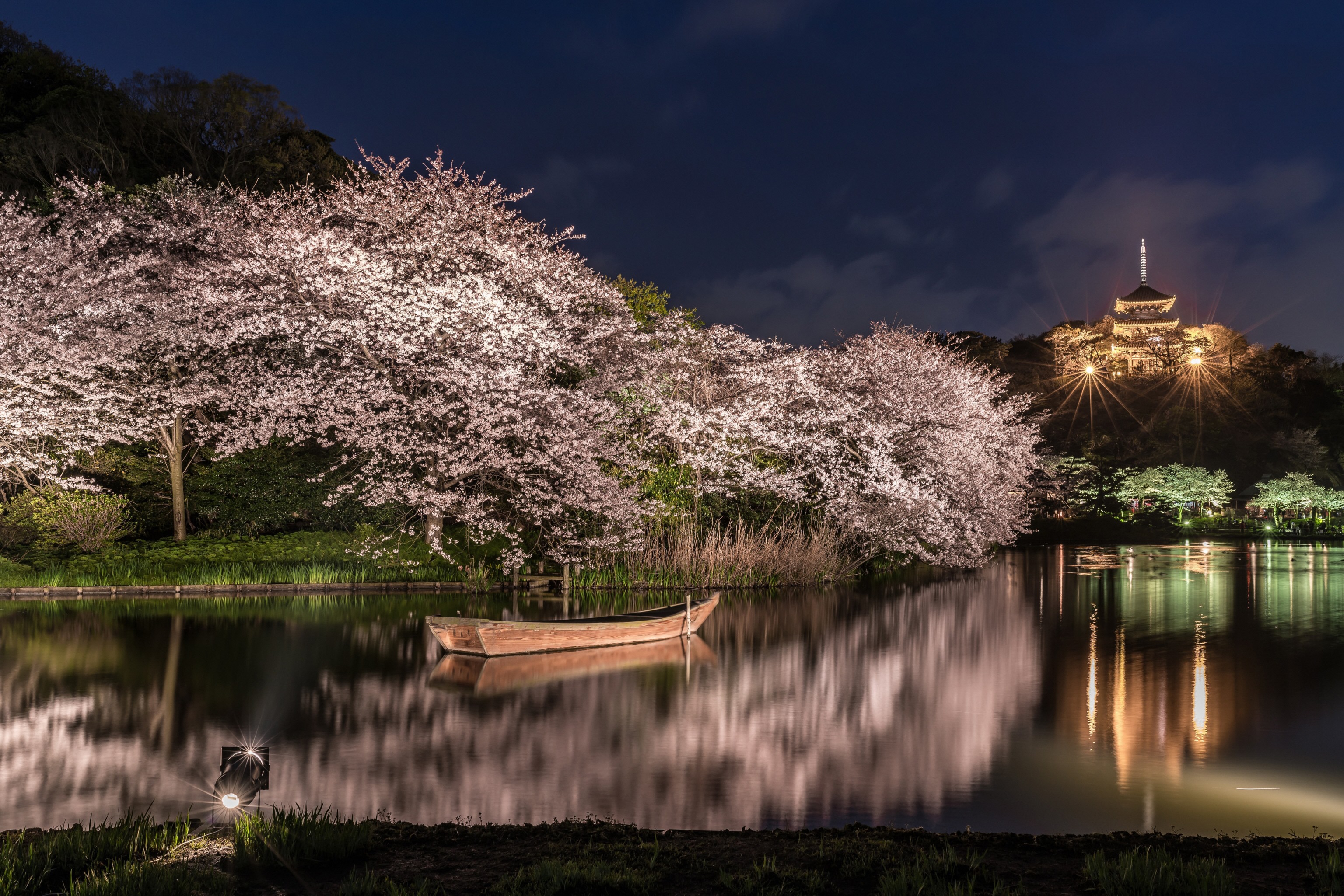 横浜三渓園「三渓園の桜ライトアップ」