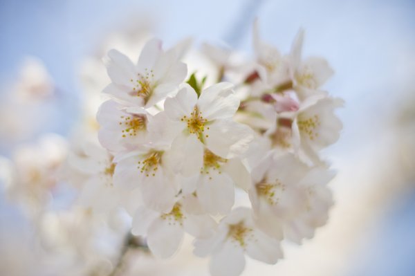 【2024年は開催終了】綱島桜まつり（お花見）