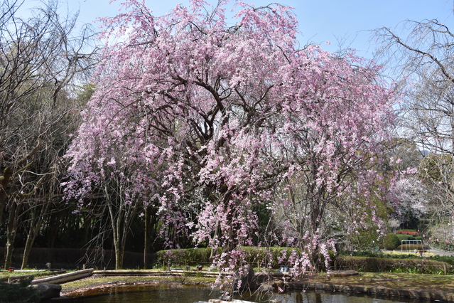 【2024年は開催終了】真鶴しだれ桜の宴（お花見）