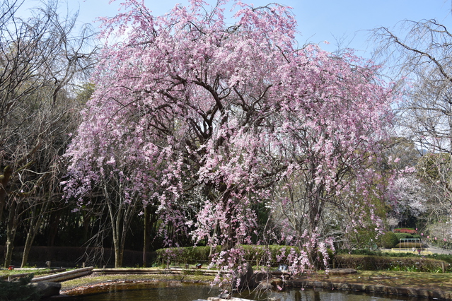 真鶴しだれ桜の宴（お花見）