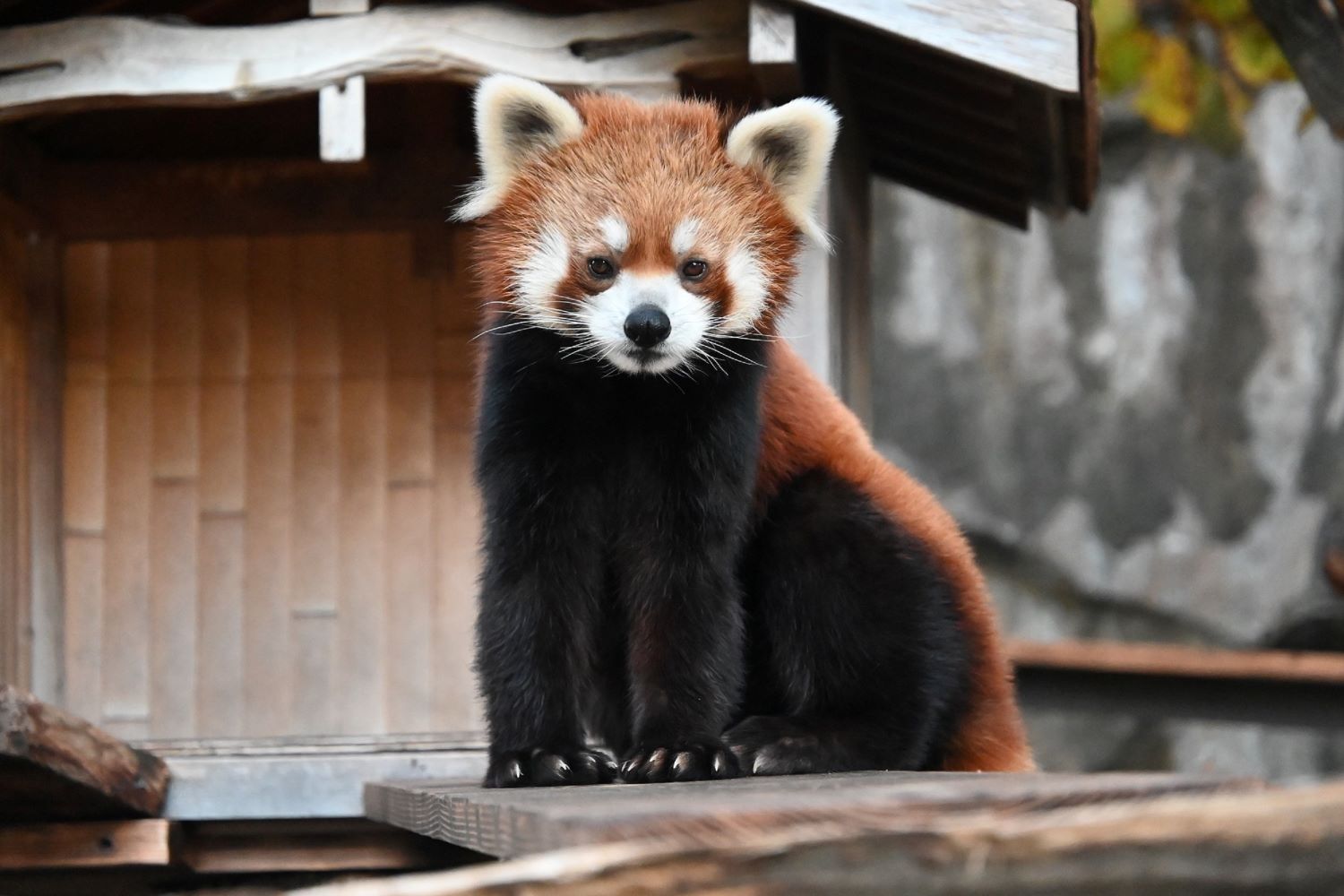 野毛山動物園