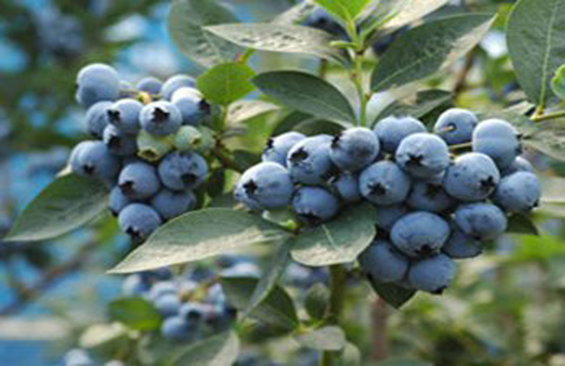 ハクページブルーベリーミント1個　グレープ1個 ハクページブルーベリーミント1個 グレープ1個 20240111132734_949-0.jpg