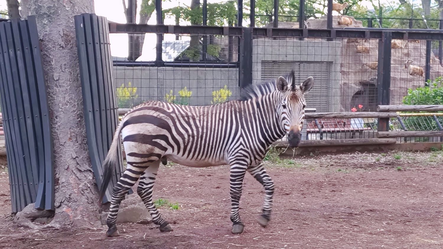 夢見ヶ崎動物公園