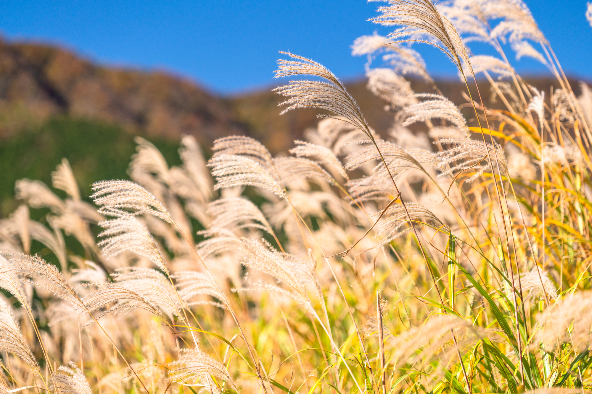 仙石原すすき草原【箱根町】｜体験・観光スポット ｜【公式】神奈川県