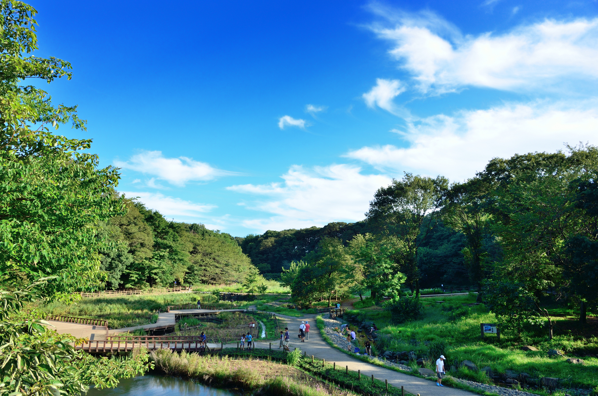 泉の森【大和市】