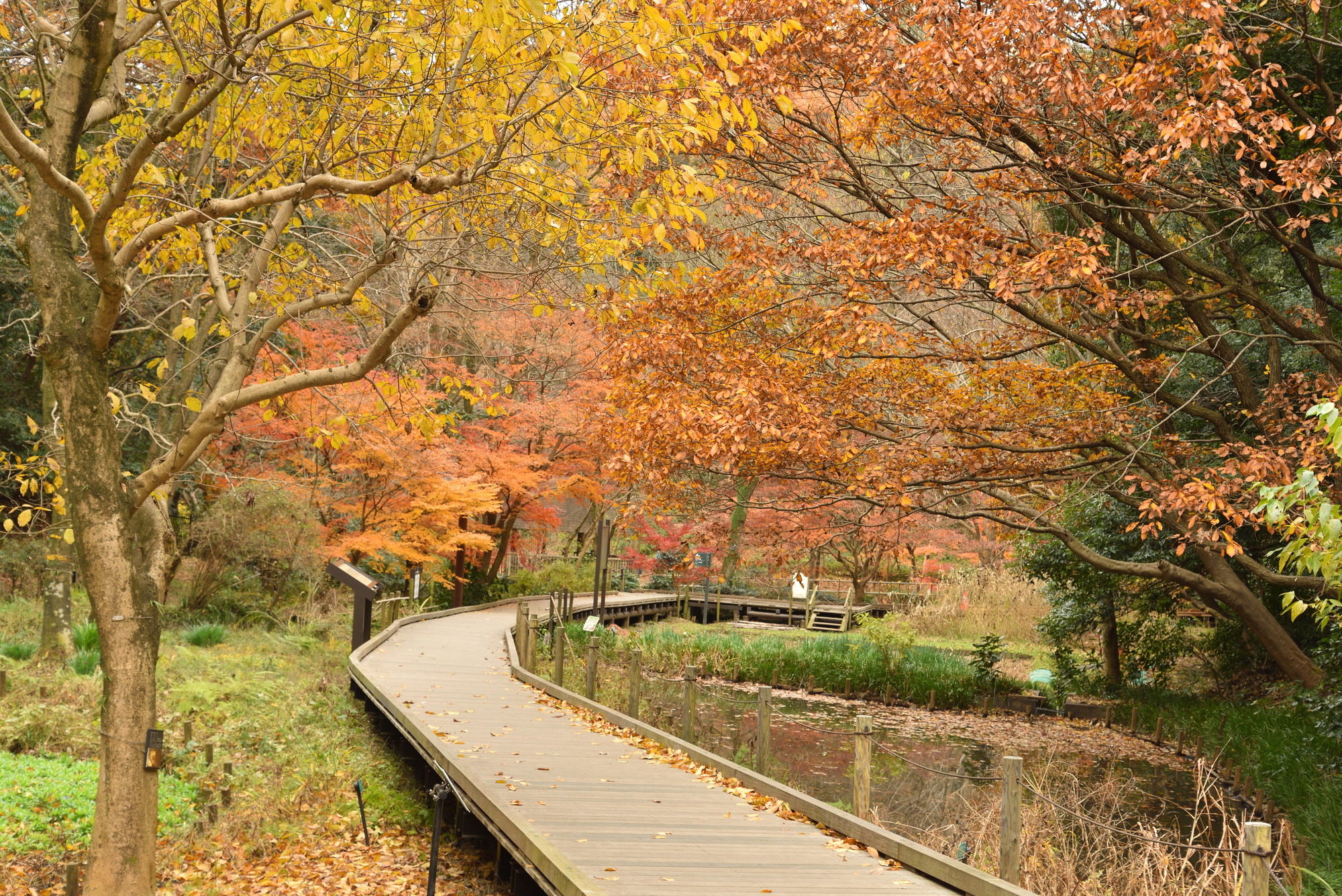県立 東 高根 森林 公園