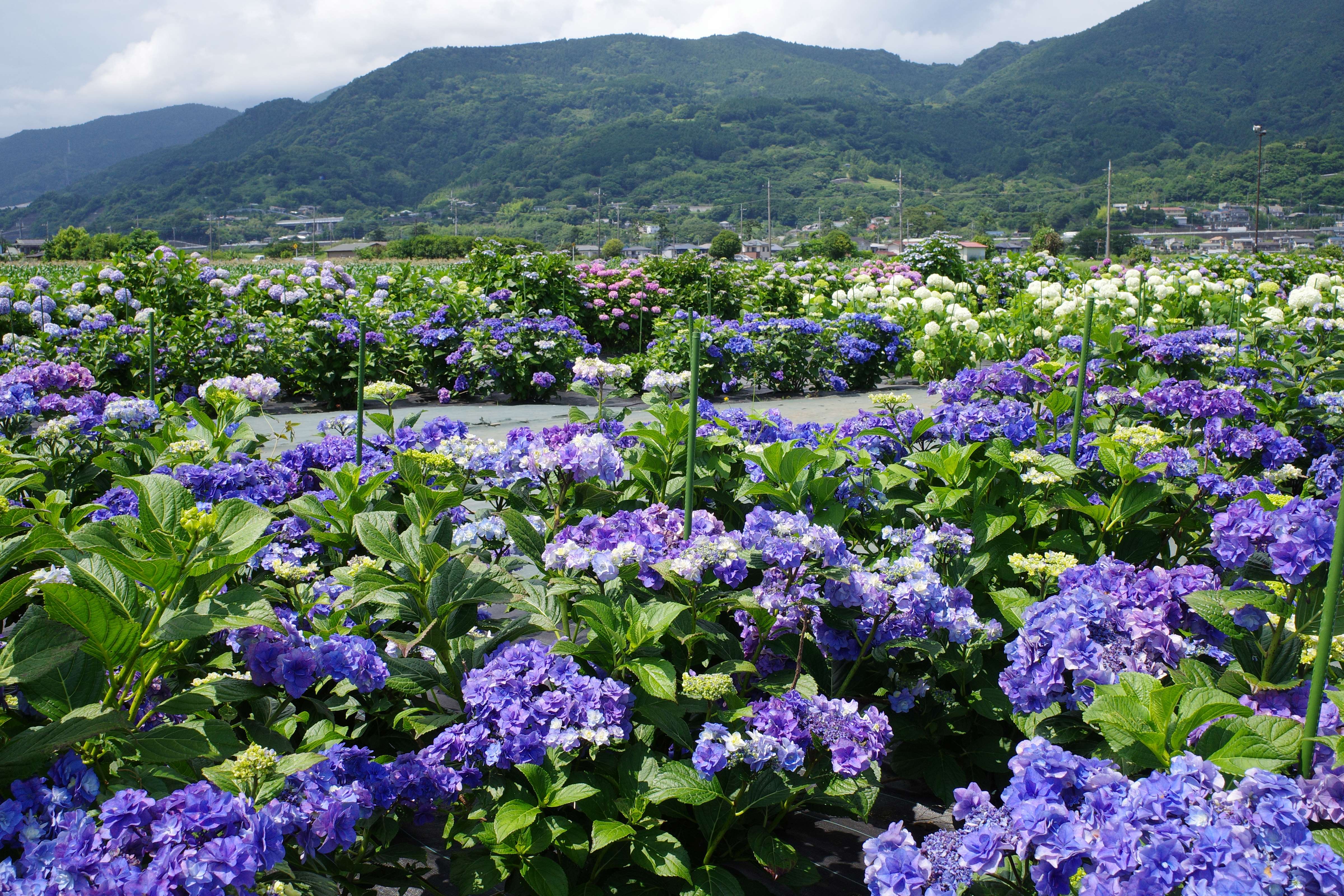 開成町 あじさいの里