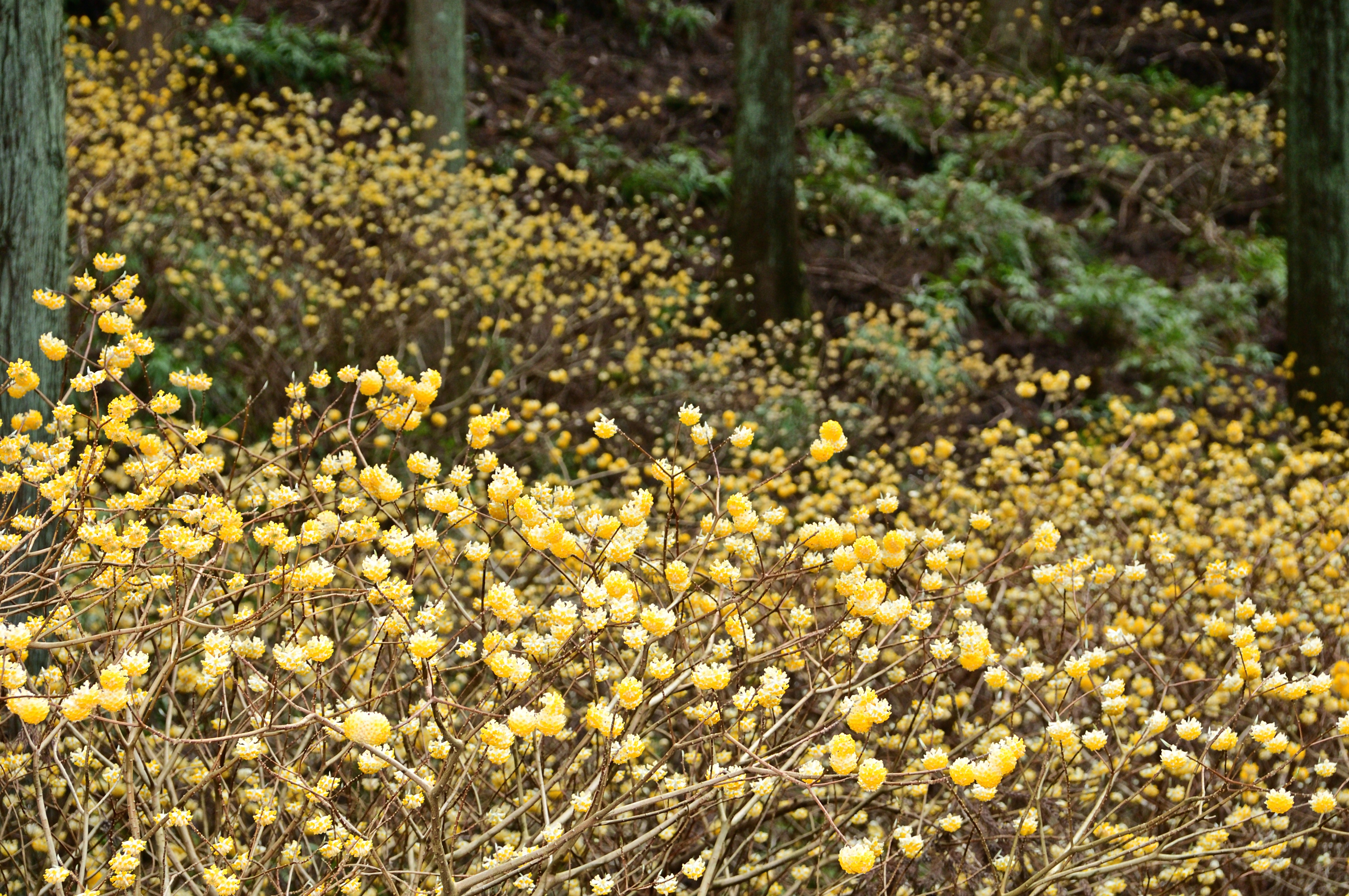 不動尻ミツマタ大群生地【厚木市】｜体験・観光スポット ｜【公式