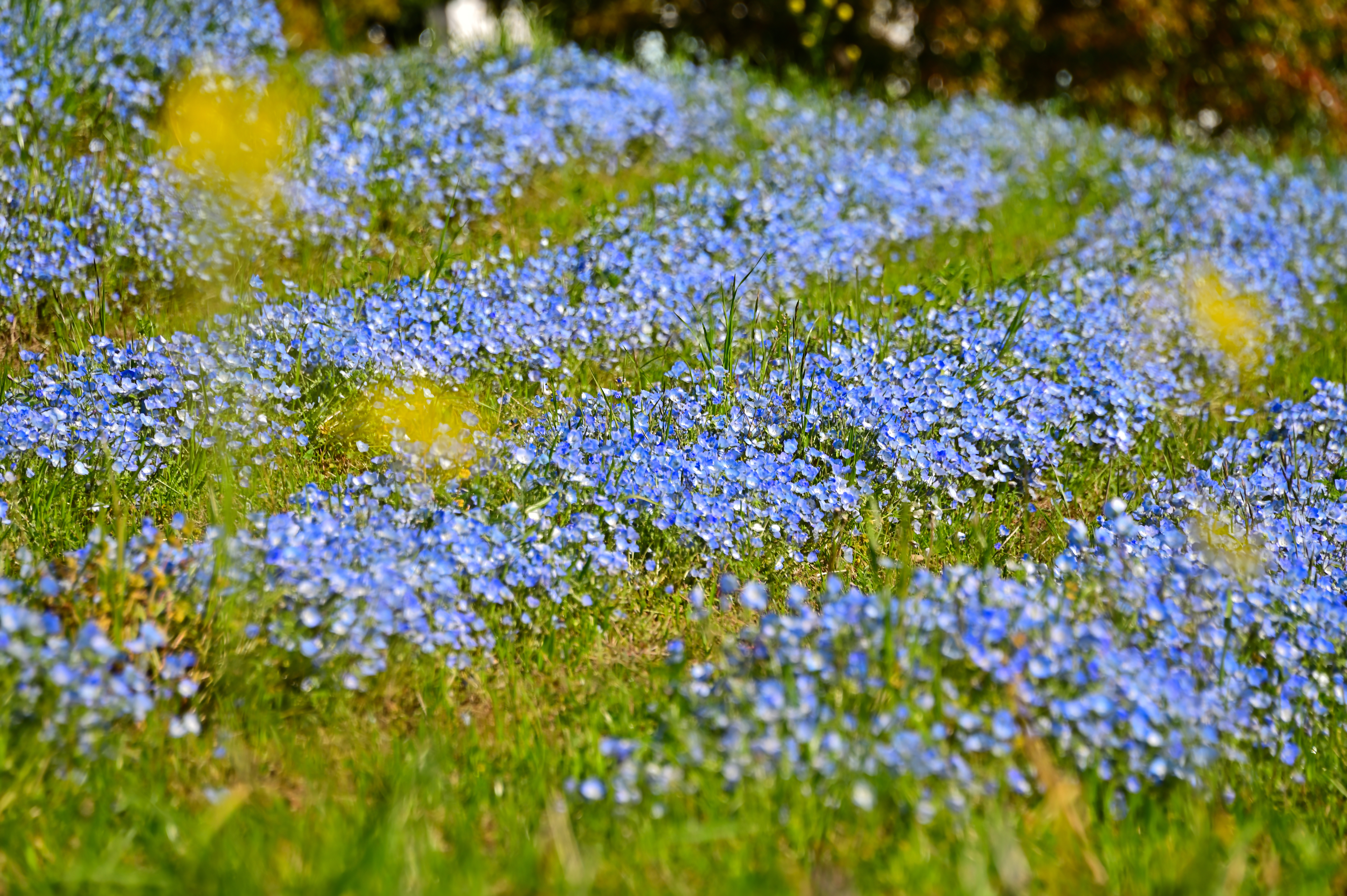 荻野運動公園【厚木市】