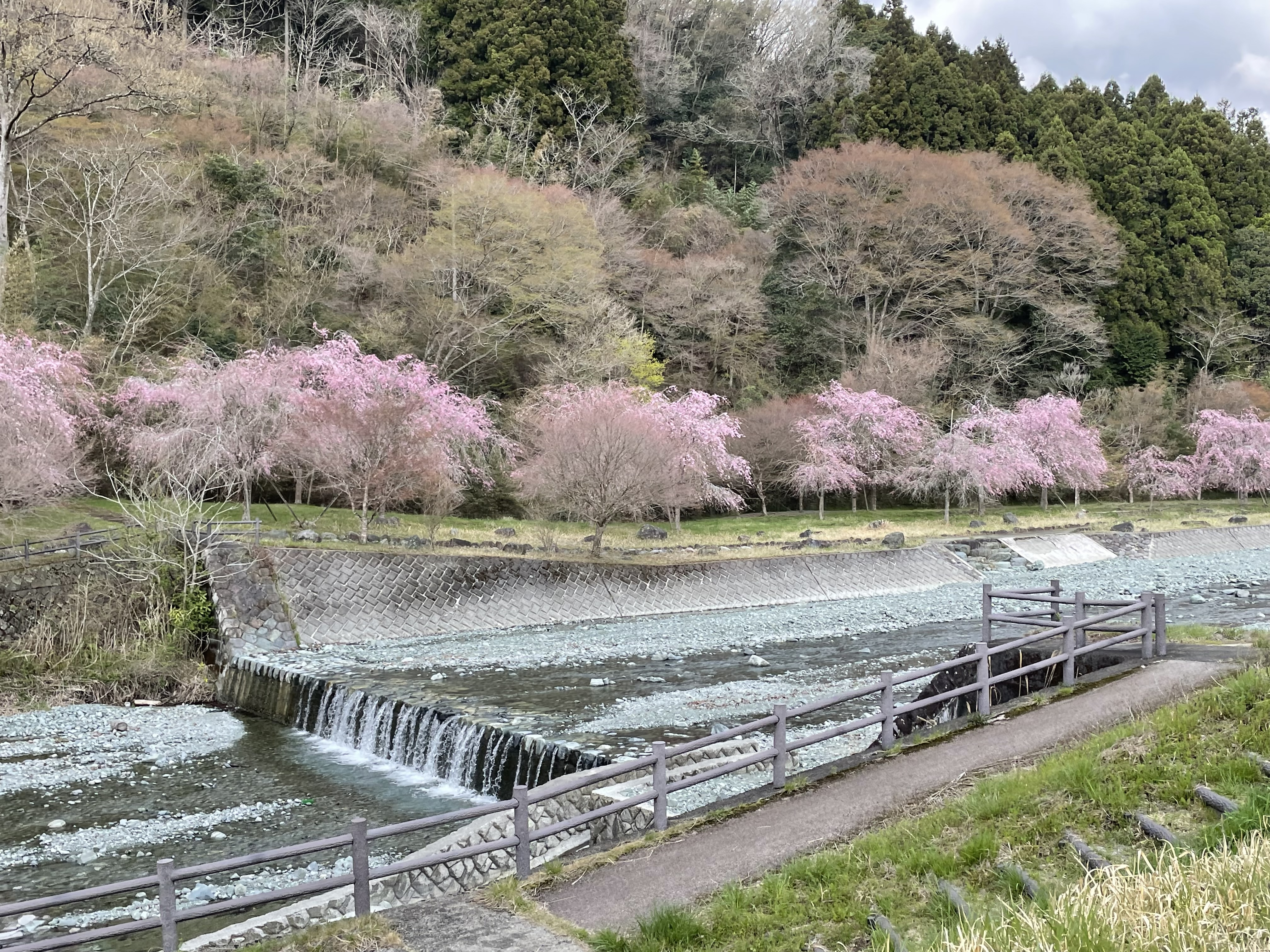 中津川沿いのしだれ桜【松田町】｜体験・観光スポット ｜【公式